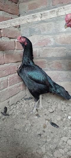 aseel chicks for sale EGA 20 din