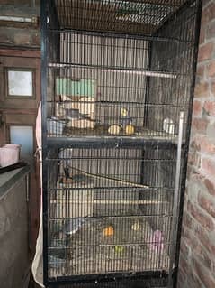 cage for parrot only 15000