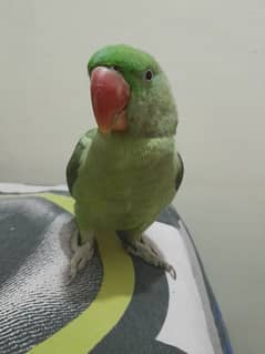 Tamed Raw/Pahari Parrot