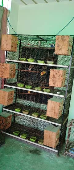 All setup for sale birds cages and boxes