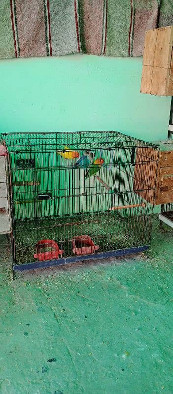 All setup for sale birds cages and boxes 2