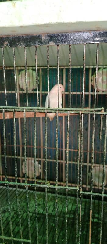 All setup for sale birds cages and boxes 7