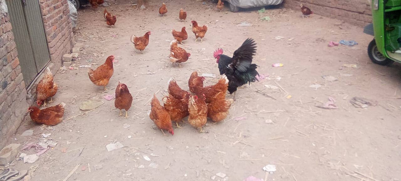 Brown Lohman - Egg Laying Hens for Sale (9-Month Female) 0