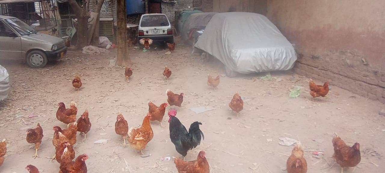 Brown Lohman - Egg Laying Hens for Sale (9-Month Female) 1