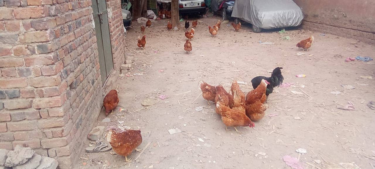 Brown Lohman - Egg Laying Hens for Sale (9-Month Female) 4