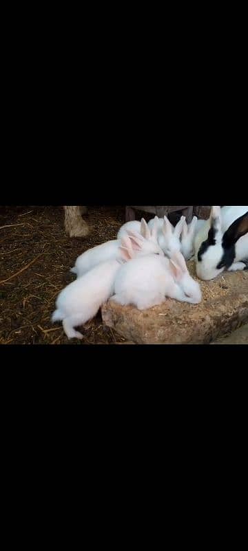 Rabbits for sale 0