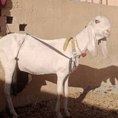 Rajanpuri goat + bakra