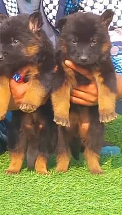 German shepherd / german shepherd dog  / dog for sale