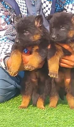 black German Shepherd long coa / puppy / GSD pup  /German Shepherd Dog