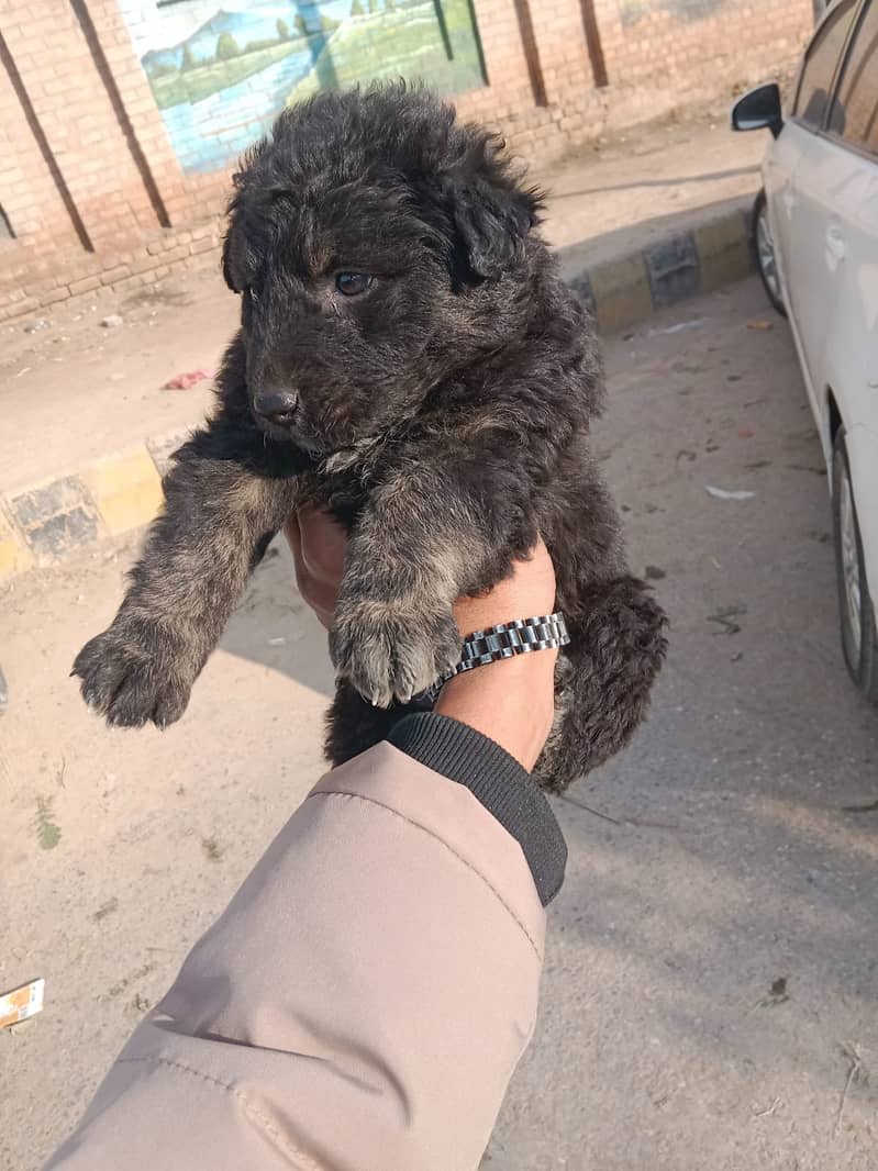 German Shepherd male  Gsd dog / German Shepherd puppy for sale 0