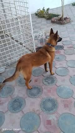 Belgian Malinois || Belgian shepherd