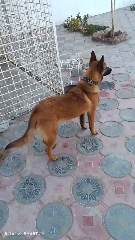 Belgian Malinois || Belgian shepherd 0