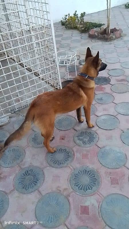 Belgian Malinois || Belgian shepherd 1