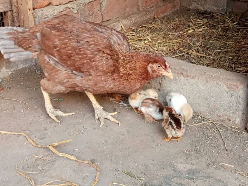 Hen with chicks 1