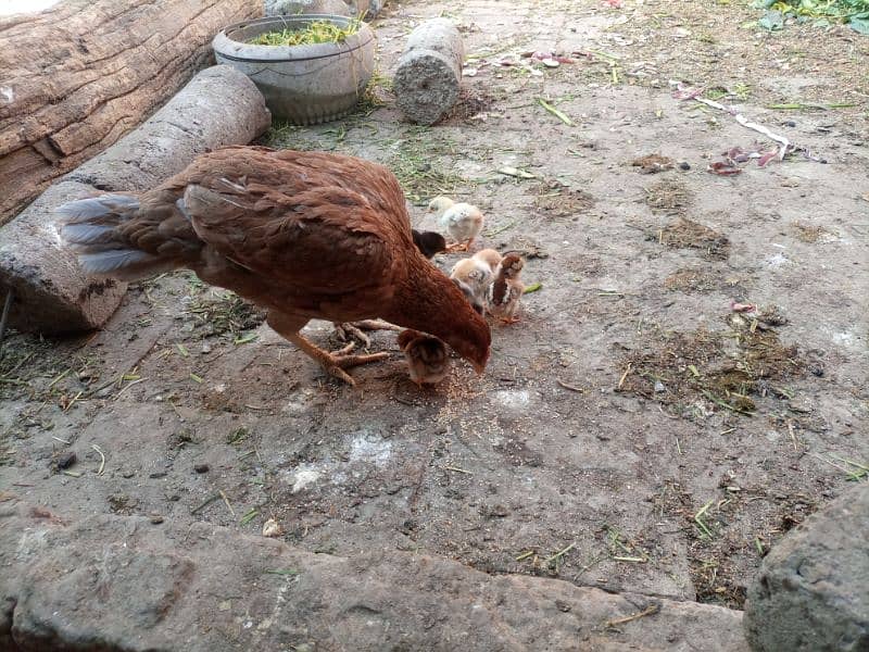 Hen with chicks 3