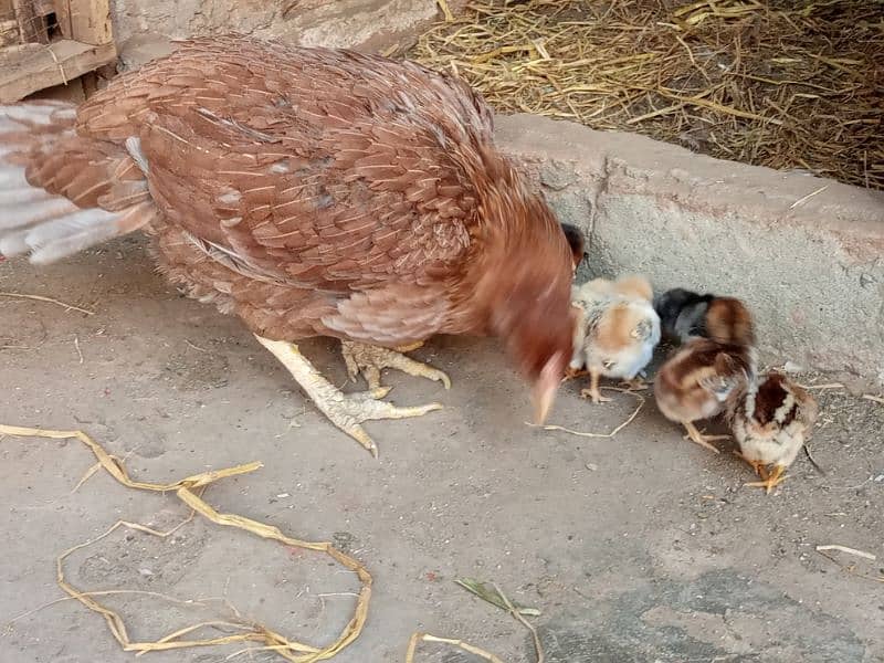 Hen with chicks 4