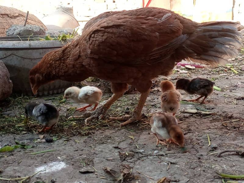 Hen with chicks 5