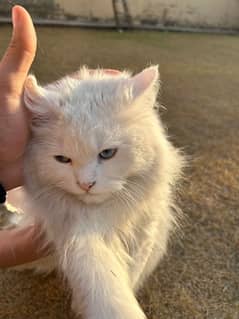 Triple coated White Persian blue eyed cat