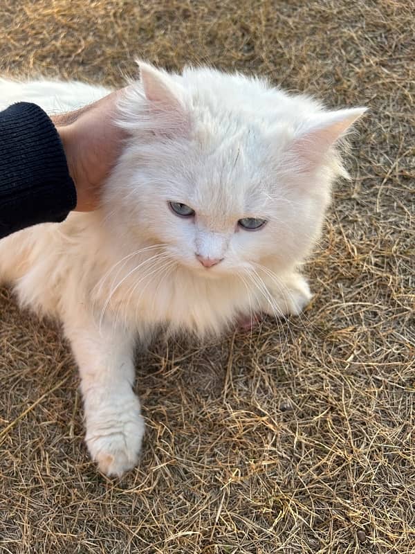 Triple coated White Persian blue eyed cat 1