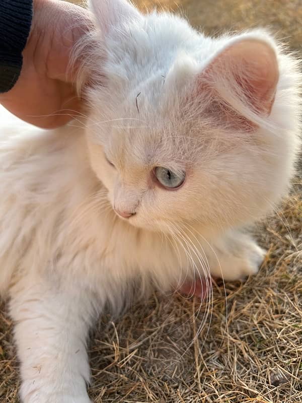 Triple coated White Persian blue eyed cat 2