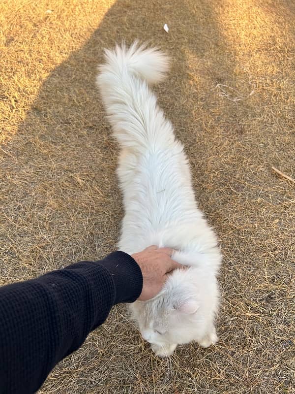 Triple coated White Persian blue eyed cat 3