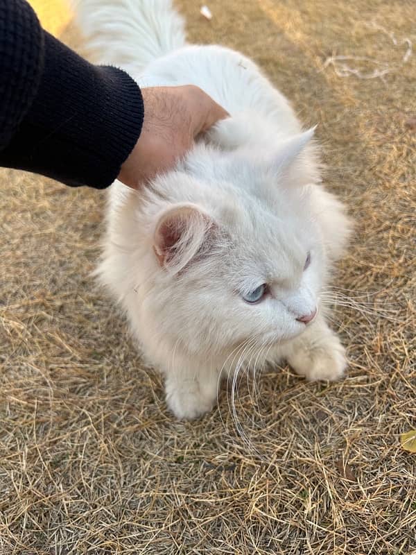 Triple coated White Persian blue eyed cat 4