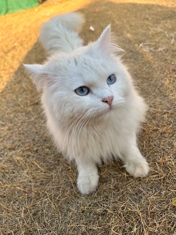 Triple coated White Persian blue eyed cat 5