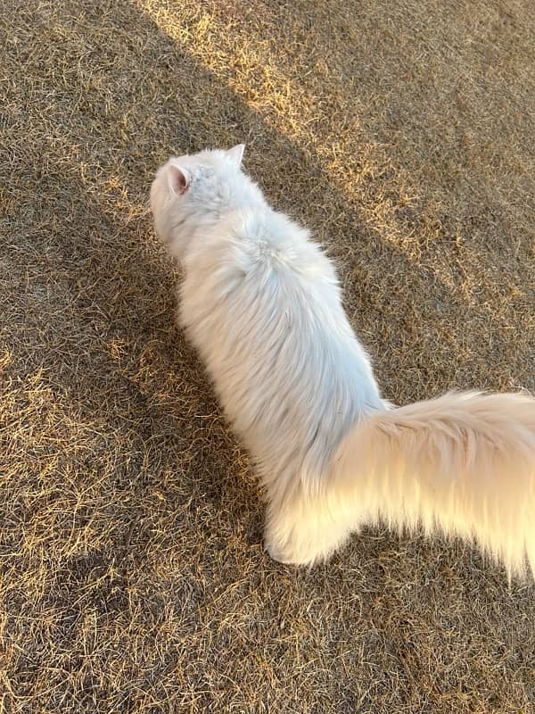 Triple coated White Persian blue eyed cat 6