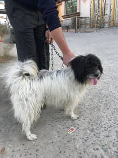 Pishta russain dog big hairs for sale