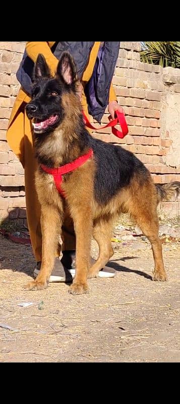 Pure German shepherd double coat 1