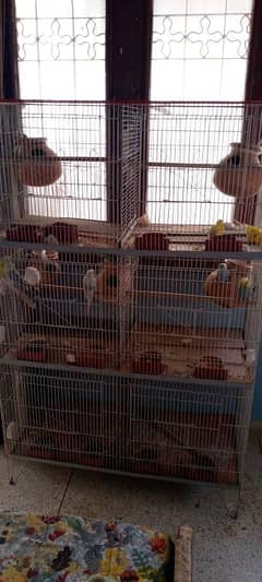 6 portion cage available for sale