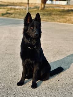 BLACK GSD FOR STUD ONLY