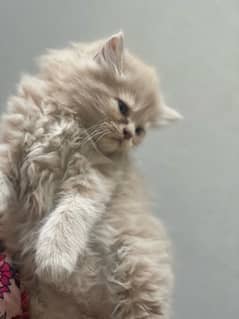 persian kitten