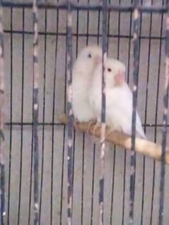 LOVE BIRD BREEDERS PAIR AND PATHAY FOR SALE