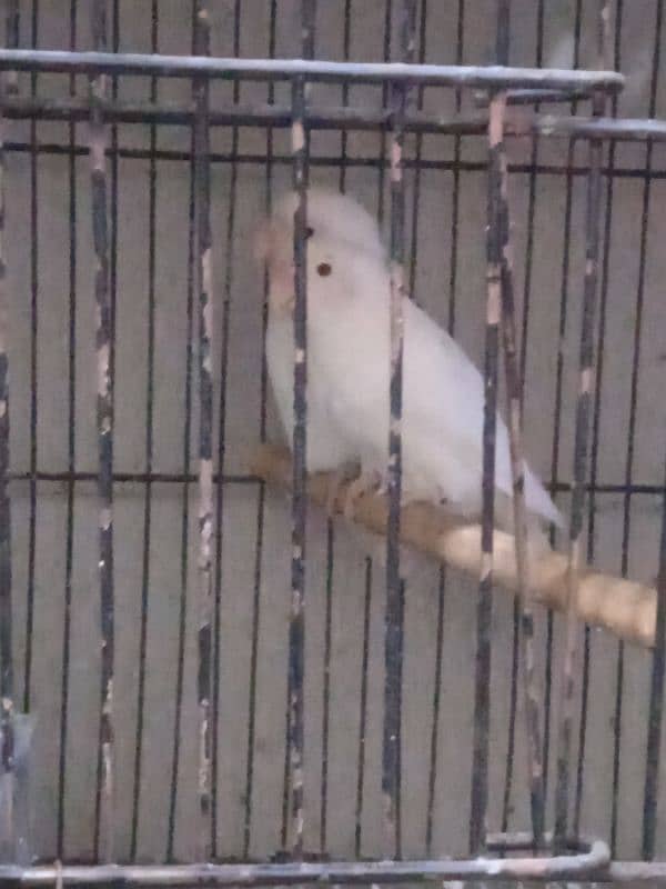 LOVE BIRD BREEDERS PAIR AND PATHAY FOR SALE 1