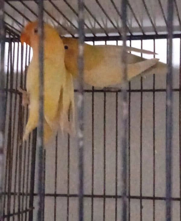 LOVE BIRD BREEDERS PAIR AND PATHAY FOR SALE 2