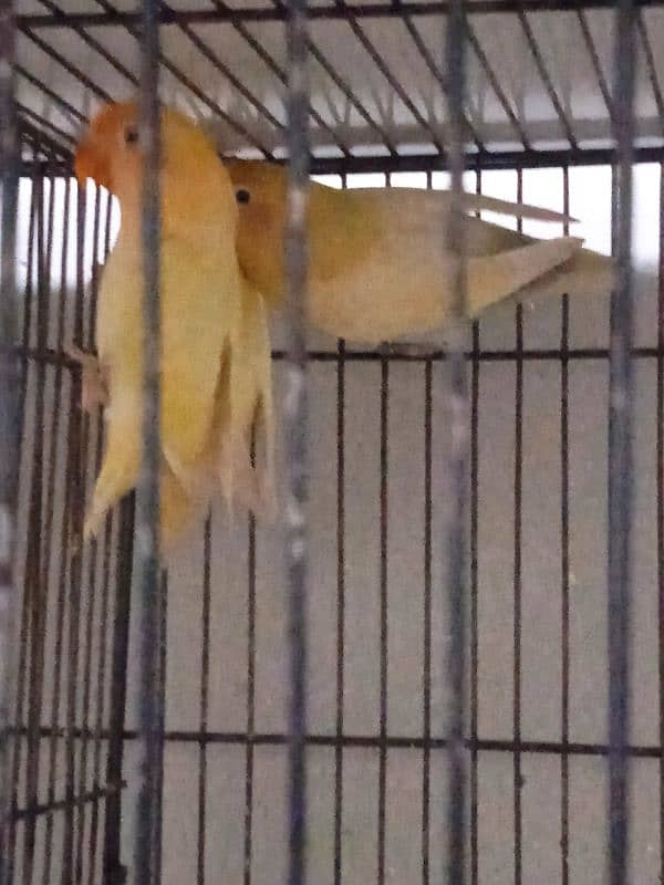 LOVE BIRD BREEDERS PAIR AND PATHAY FOR SALE 3