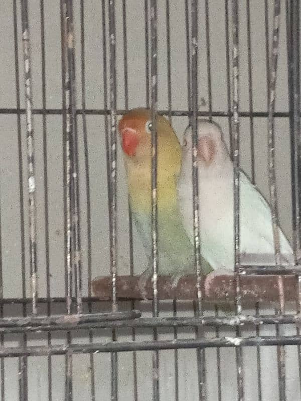 LOVE BIRD BREEDERS PAIR AND PATHAY FOR SALE 4