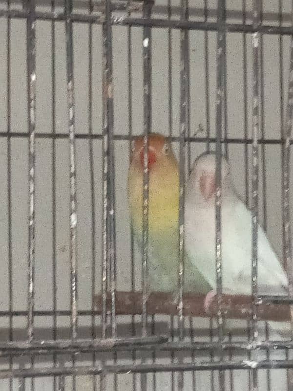 LOVE BIRD BREEDERS PAIR AND PATHAY FOR SALE 5