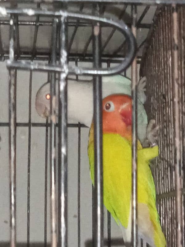 LOVE BIRD BREEDERS PAIR AND PATHAY FOR SALE 6