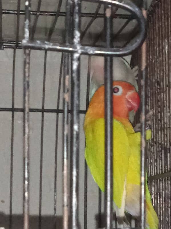 LOVE BIRD BREEDERS PAIR AND PATHAY FOR SALE 7