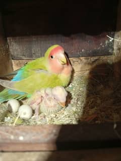 hogoromo lovebirds for sale breeder pair 100%surety jumbo size