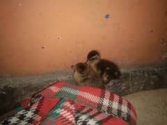 duck chicks available