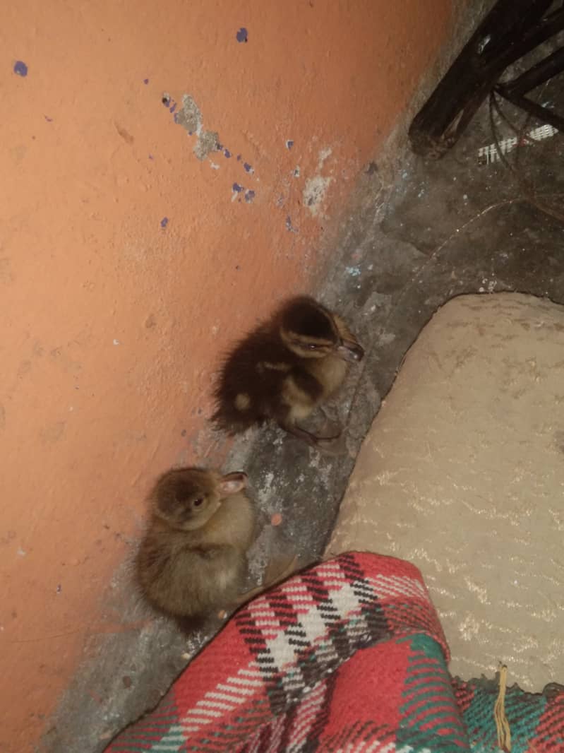 duck chicks available 1