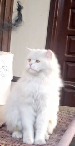 Persian Cat For Sale. . .