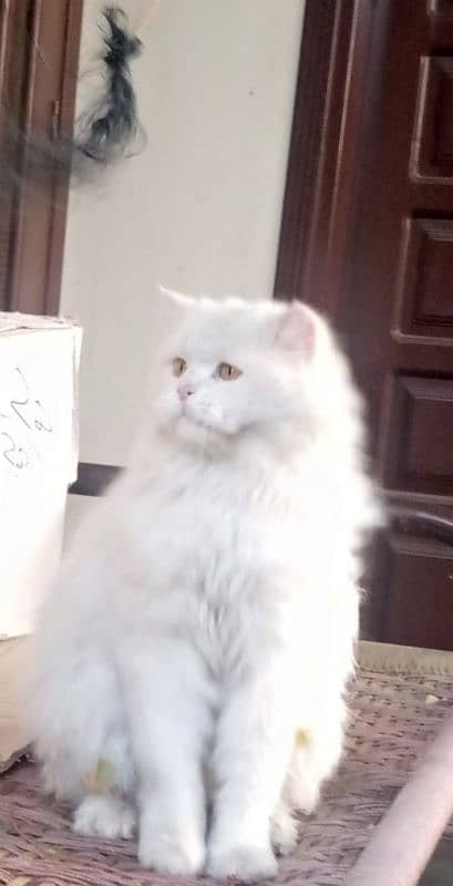 Persian Cat For Sale. . . 0