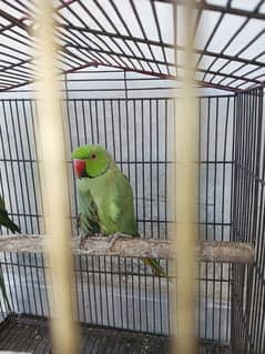 Green Talking Parrot