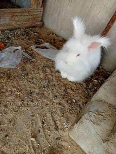 English Angora rabbits breeding pair