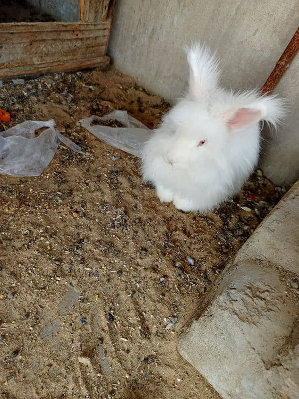 English Angora rabbits breeding pair 0