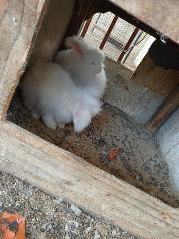 English Angora rabbits breeding pair 1